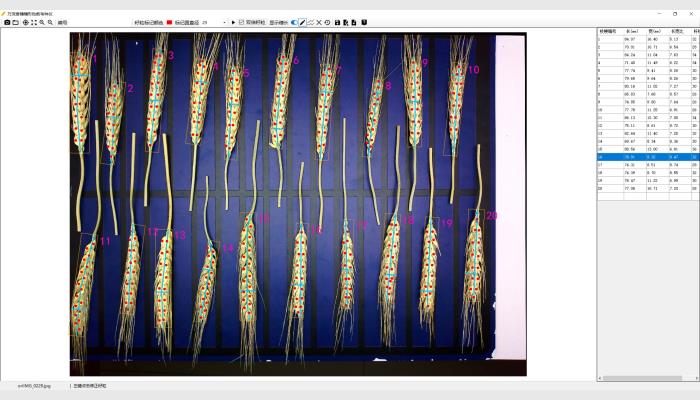 萬(wàn)深SC-T型小麥穗形粒數(shù)考種儀，又稱(chēng)麥穗考種儀，麥穗形態(tài)測(cè)量?jī)x，麥穗形態(tài)分析儀。由800萬(wàn)像素自動(dòng)對(duì)焦拍攝箱體、智能化小麥穗形粒數(shù)測(cè)長(zhǎng)考種分析軟件、麥穗放置與尺寸標(biāo)定板等組成。是免培訓(xùn)的傻瓜式分析儀，專(zhuān)用于小麥快速測(cè)產(chǎn)與育種考種。